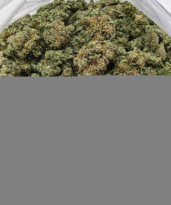 Amnesia Haze Cannabis Strain