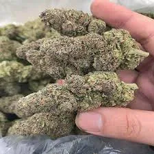 Buy Weed Online – Blue Dream Kush 18% THC